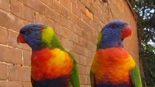 Lorikeets rave [upl. by Netsryk]