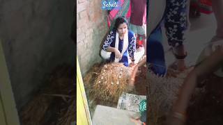 Paddy straw mushroom training  viral short video sebati [upl. by Iral]