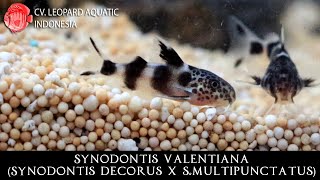 Synodontis decorus x smultipunctatus THE AFFECTIONATE SYNODONTIS VALENTIANA Leopard Aquatic B030B [upl. by Bernadette491]