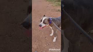 American bully vlog india ❤️ americanbully petlover dogvlog trending shorts viral [upl. by Betta]