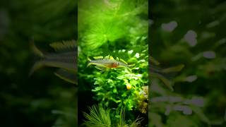 Dance 💛 Pseudomugil furcatus fish aquarium dance [upl. by Teodor]