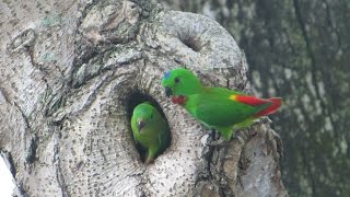 Owen Rd 10 April 2017 BlueCrowned Hanging Parrot [upl. by Chemesh736]