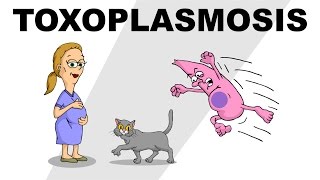 Toxoplasmosis  Plain and Simple [upl. by Nattie366]