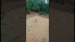 Rajapalayam dog video [upl. by Yelnek62]