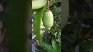 বারমাসি আম shortvideo shotrs fruit mango [upl. by Gabriell988]