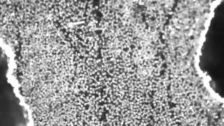 Fertig Research Group Transverse Compression Failure of CarbonEpoxy Composite [upl. by Jewelle871]