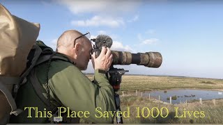 Wildlife Photography  Sunset At Farlington Marshes [upl. by Bridgid]