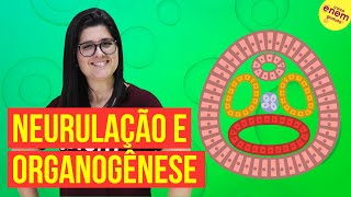 EMBRIOLOGIA NEURULAÇÃO E ORGANOGÊNESE  Resumo de Biologia para o Enem [upl. by Itsym842]