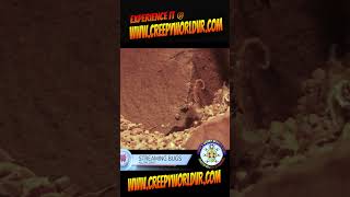 Arizona Bark Scorpions Feeding Frenzy [upl. by Finkelstein]