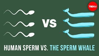 Human sperm vs the sperm whale  Aatish Bhatia [upl. by Owen]