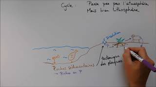 Cycles biogéochimiques  Cycle du phosphore [upl. by Notnelc]