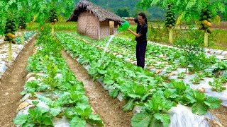 Traditional Cabbage and Pumpkin Care 02 year living in forest [upl. by Eiuol76]