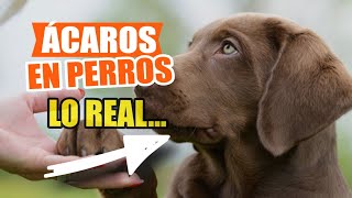 🐶👇SÍNTOMAS y Tratamiento De Los ÁCAROS en PERROS [upl. by Fan]