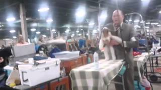 Dog show fun ingham county kennel club show [upl. by Beach549]