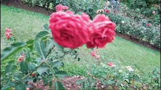 හග්ගල උද්භිද උද්‍යානය haggala nuwaraeliya [upl. by Marina]