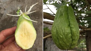 How to grow chayote from seeds its easy that few people know [upl. by Arat]