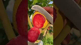 😳 INCREÍBLE LA RAREZA DE ESTA FRUTA¿ALGUIEN SABE EL NOMBRE fruit [upl. by Jayme]