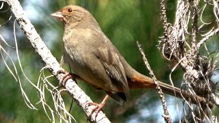 California towhee makes contact calls [upl. by Akemot778]