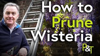 How to Prune Wisteria Now February  Pots amp Trowels [upl. by Brandt]