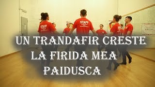 CUM SA DANSEZI UN TRANDAFIR CRESTE LA FIRIDA MEA  PAIDUSCA [upl. by Eerahc]