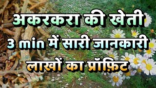 अकरकरा की खेती I A to Z जानकारी 3 मिनट में I Akarkara Farming herbal herbs akarkara farming [upl. by Arawaj]