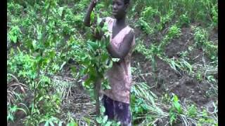 Production videos from Wadep Yam production [upl. by Minetta]