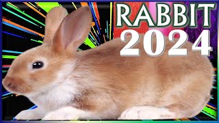 ✪ Rabbit Horoscope 2024 ✦ Born 2023 2011 1999 1987 1975 1963 1951 1939 [upl. by Nifled]