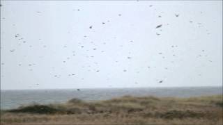 Migrating quotChafflings ChaffinchBrambling  Falsterbo 20121002 [upl. by Eenahc750]