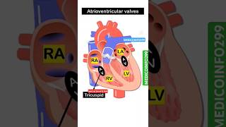 Heart chamber valve doctor shorts trending [upl. by Pavier]