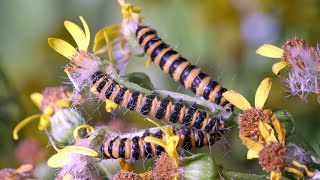 Cinnabar Moth caterpillars feeding on Ragwort UHD 4K [upl. by Alabaster]