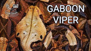 Deadly venomous Gaboon viper in the wild heavy snake with longest fangs in the world [upl. by Dane69]