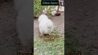 Silkie facts silkie petfarming silkiechicken fancychickenfarm cute fancypoultry silkiehens [upl. by Eirrod]