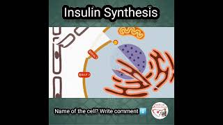 💦 INSULIN SYNTHESIS [upl. by Hgielrahc842]