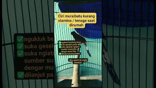 Tips tipis tipis 6 muraibatu kicaumania [upl. by Chiquia]