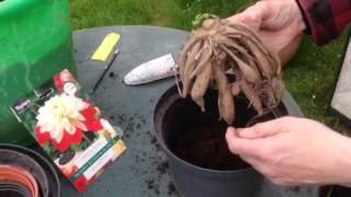 How to start Dahlia tubers [upl. by Raddy790]