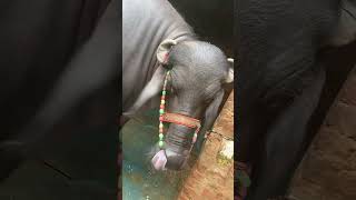 20lakh ka offercow buffalobull indiancow animalslover bufflo buffalomarketviralyoutubeshorts [upl. by Freedman37]