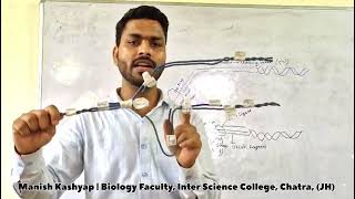 DNA Replication Explanation by Model  DNA Replication Model  Semiconservative Model of DNA [upl. by Enogitna]