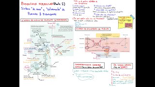 Bioquímica Molecular 2 Síntesis de novo y salvamento de Purinas y Pirimidinas ICG amp Sx LeschNyhan [upl. by Hourigan]