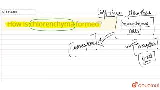 How is chlorenchyma formed [upl. by Sukram]