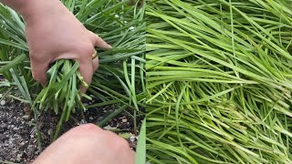 How To Grow Chives آسانترين آموزش كاشت گندنه  Easy and Quick Chives [upl. by Nerraj903]