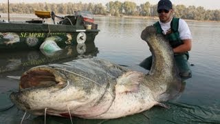 Awesome Monster Catfish  HD by Catfish World [upl. by Everest]