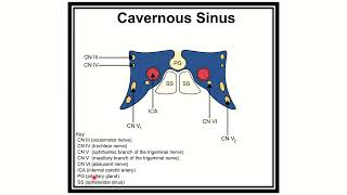 Cavernous sinus anatomy MRCS question solve CRACK MRCS [upl. by Aicre]