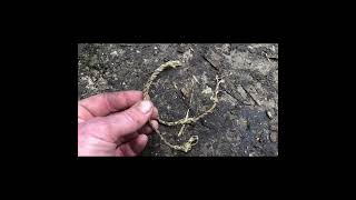 Natural Cord made using the bark from an Alder tree Bushcraft and Survival Courses [upl. by Samal861]