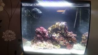 Fluval flex 34 litre saltwater tank day 1 [upl. by Anitsirt]