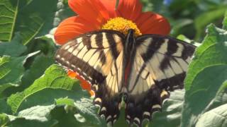 Tithonia or Mexican Sunflower activity [upl. by Mcnamee]