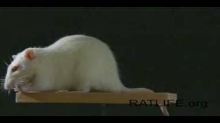 Ratlifeorg  Bonus film 03  REVOLVING WHITE RAT [upl. by Ogilvy]