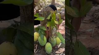 New technique of growing mango plant mangografting mango fruitfarming farming viral shorts [upl. by Marika236]