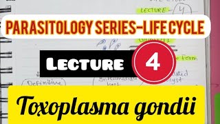 Parasitology SeriesLife cycle  Lecture4  Toxoplasma gondii  Toxoplasmosis [upl. by Manville]