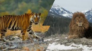 BARBARY LION VS BENGAL TIGER WHO WOULD WIN INA FIGHT BETWEEN THESE TWO STRONG BIG CATSLIONVSTIGER [upl. by Dnomsed]