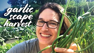 Harvesting Garlic Scapes — When Why amp How [upl. by Nylsirhc445]